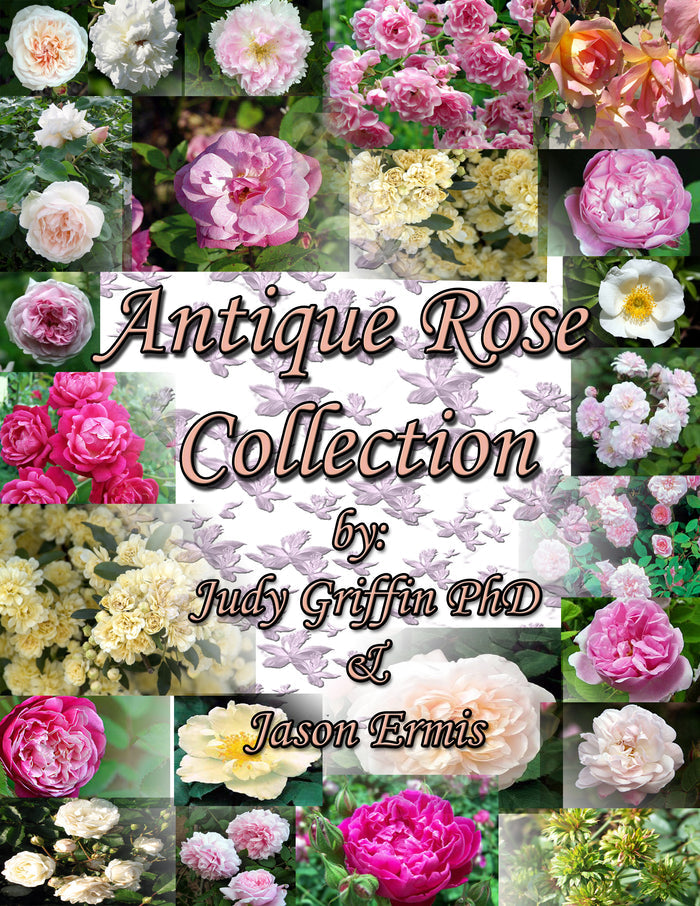 Antique Rose Collection E-Book