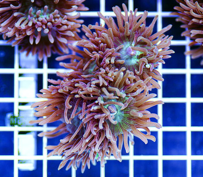 Australian Premium Duncanopsammia