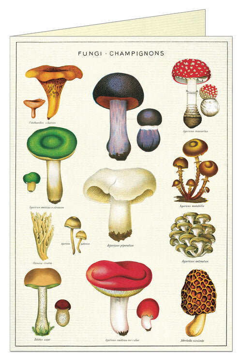 Mushrooms Greeting Card