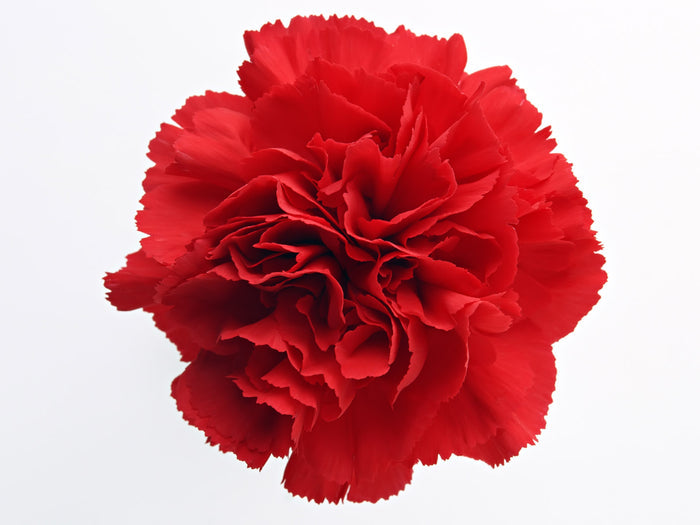 Red Carnation,Caryophyllacea rosa, Flower Essence