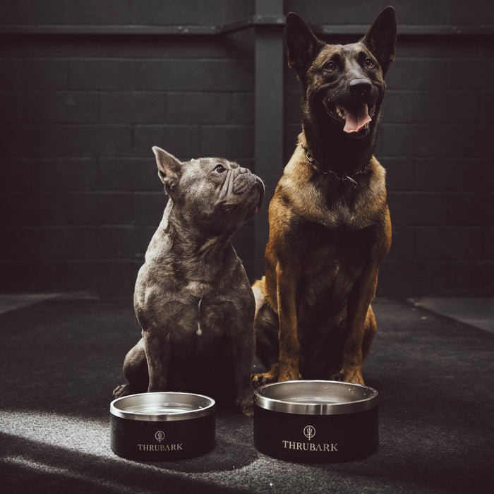 Creative Image Of Thrubark Dog Bowl In Dog Bowl (ITF)