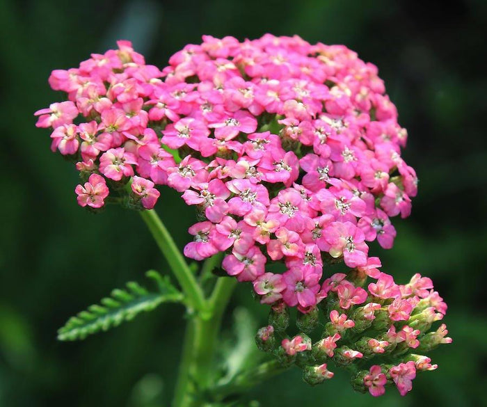 Yarrow, Achilles millifolium, Flower Essence