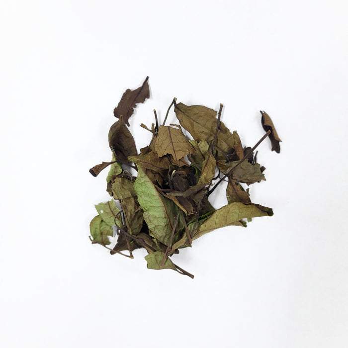 #0923.K6 Azuma Tea: Naturally Grown Spring Okumidori White Tea from Kyoto (Experimental) おくみどり白茶