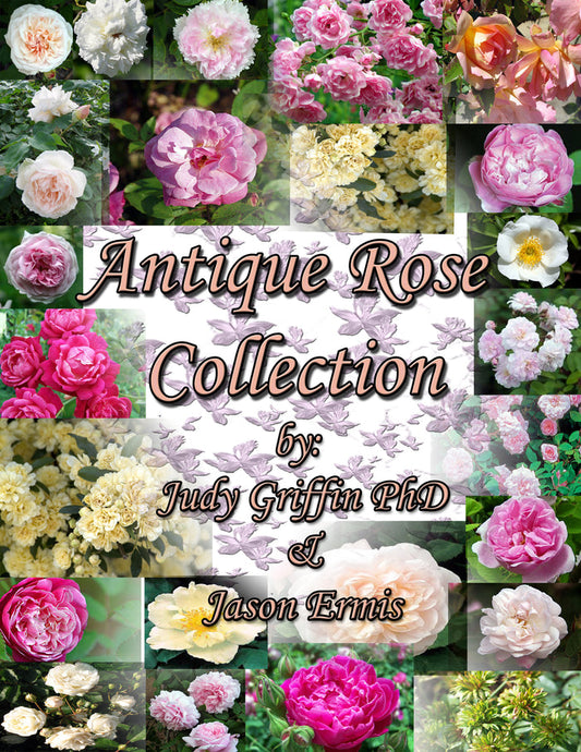 Antique Rose Collection E-Book
