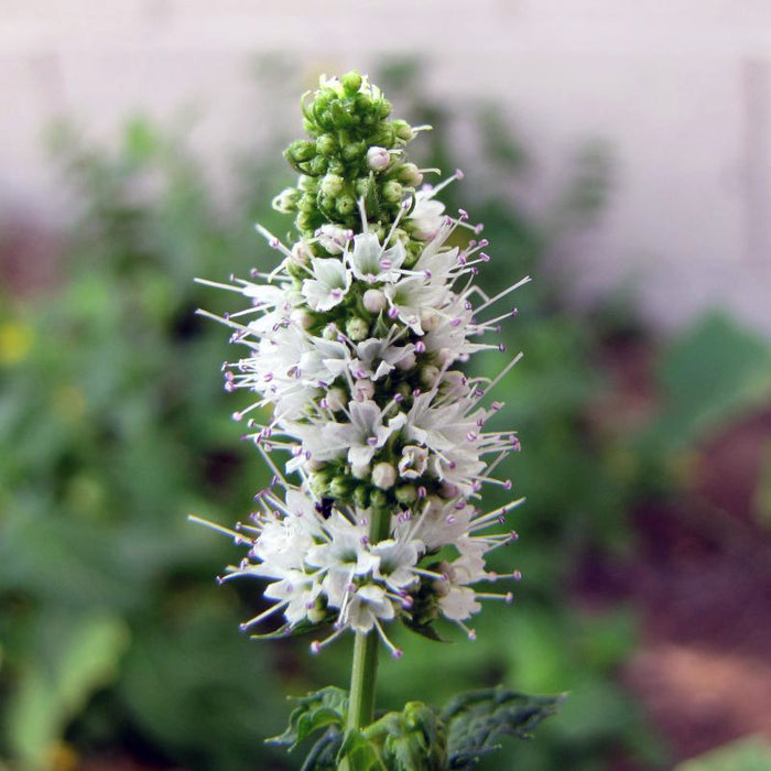 Applemint (Mentha suaveolens)