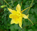 Aquilegia Columbine Flower Essence, Aquilegia skinneri