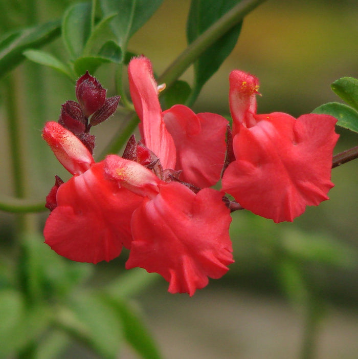 Autumn Sage, Texas Wildflower