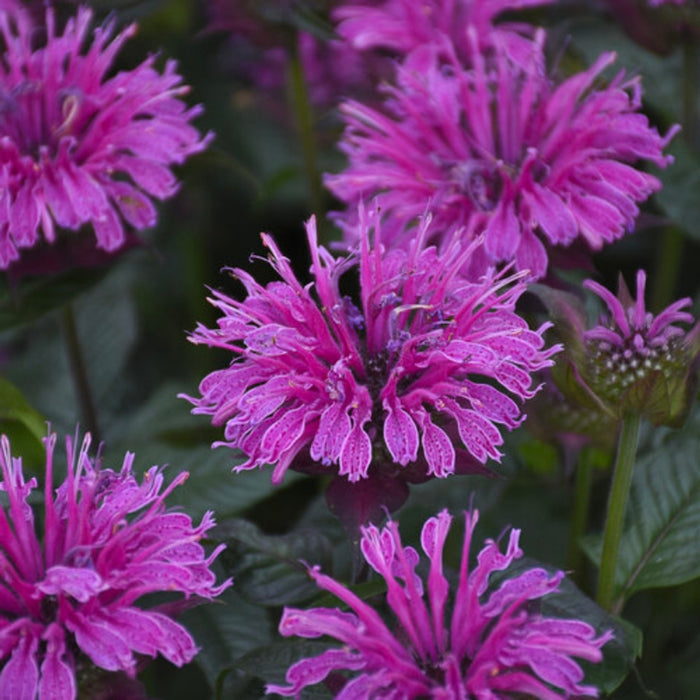 Bee Balm (Monarda didyma)