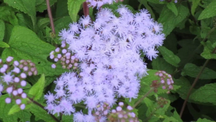 Blue Mist Texas Wild Flower (Conoclinium greggi)