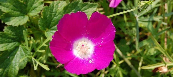 Buffalo Rose Texas Wild Flower (Callirrhoe involurata)