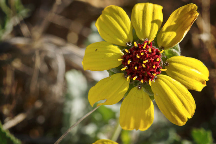 Chocolate Daisy (Berlandiera  lyrata)