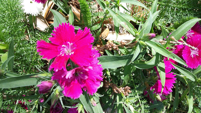 Dianthus,Wee Willy Caryphyllaceae chinensis, Flower Essence