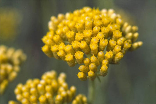 Helichrysum Absolute (Immortelle)