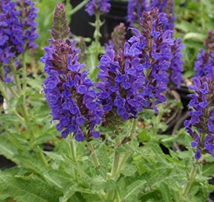Mealy Cup Wildflower (Salvia farinacea)