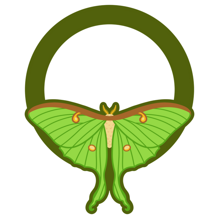 14 Luna Moth