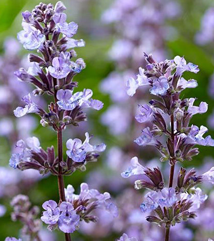 Purrsian Blue Catmint (Nepeta faassenii)