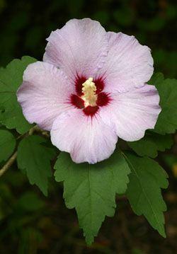 Rose of Sharon,Althea officinalis, Flower Essence