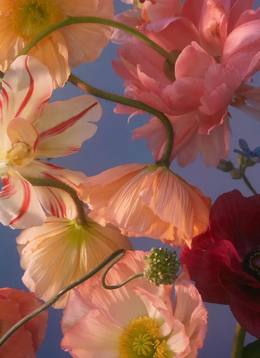 Tall Poppy 500pc Puzzle
