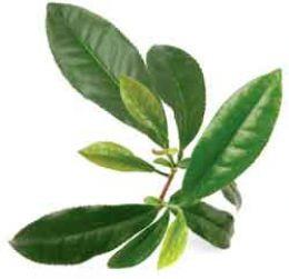 Teatree, Melaleuca, Essential Oil