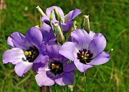 Texas Bluebell Wildflower (Eustoma exaltatum russellianum)