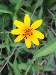 Texas Oxeye Wildflower (Wedelia texana acapulcensis)