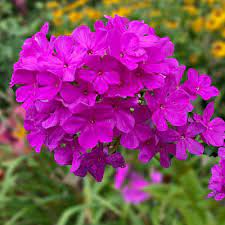 Texas Phlox Wildflower (Phlox drummondii)