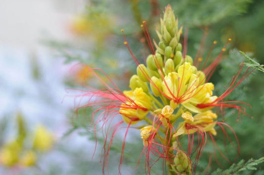 Texas Wildflower Golden Phoenix (Caesalpinia gilliesii)