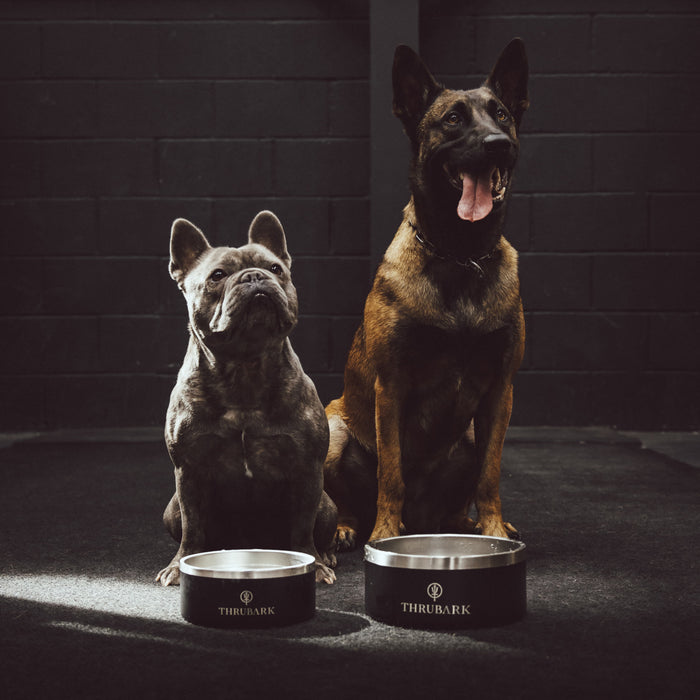 Creative Image Of Thrubark Dog Bowl In Dog Bowl (ITF)