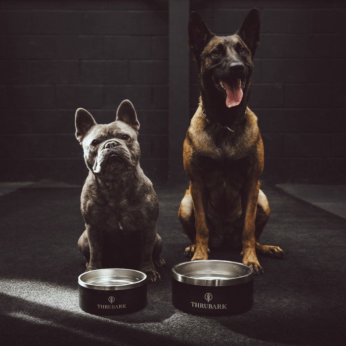 Creative Image Of Thrubark Dog Bowl In Dog Bowl (ITF)