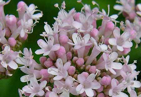 Valrian Root, Valeriana officinales Essential Oil