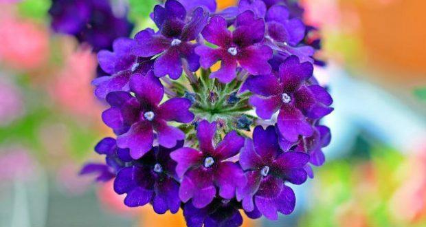 Verbena,Verbenacea hortensis, Flower Essence