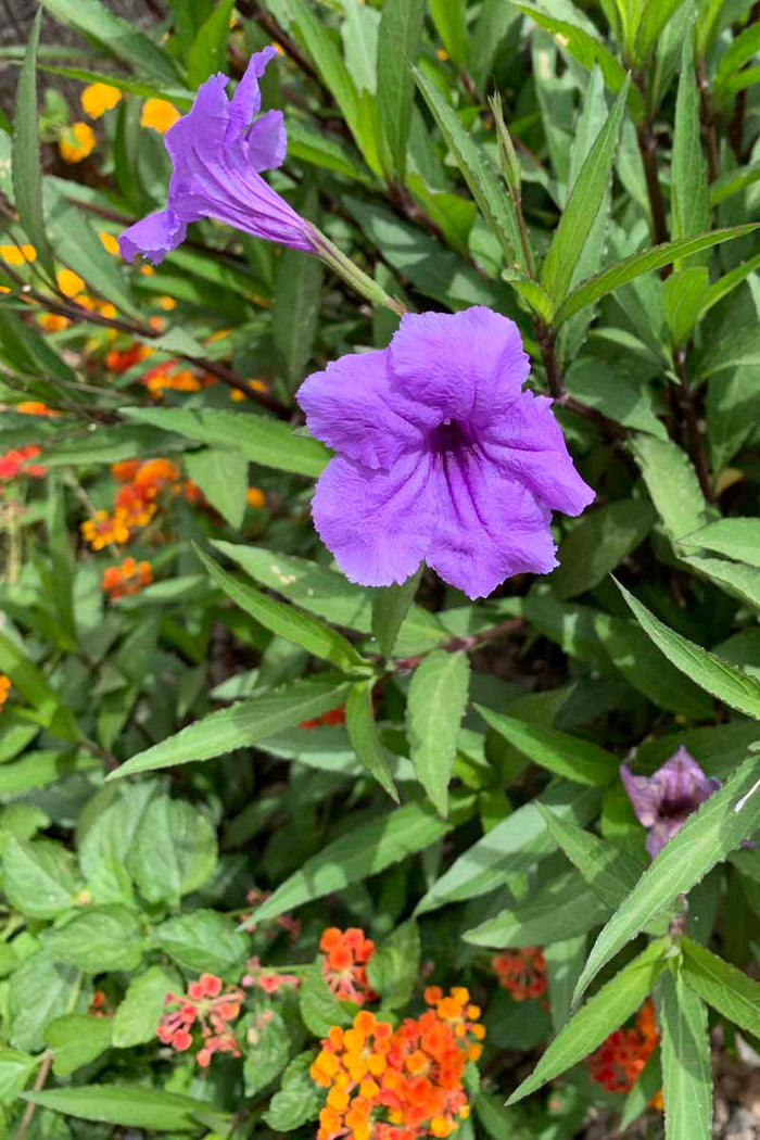 Wild Petunia Texas Wildflower (Ruellia species)